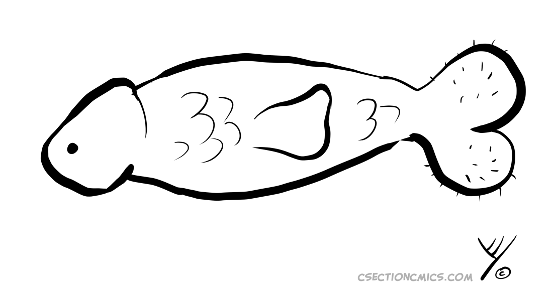 Penis Fish